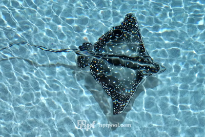 Stunning Stingrays 