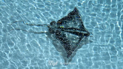 Stunning Stingrays 